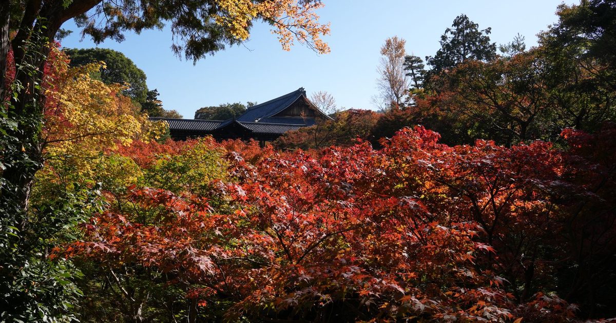 Autumn leaves at Tōfuku-ji Temple, Kyoto, Japan